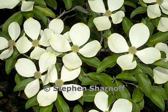 cornus capitata 1 graphic